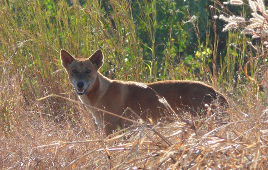 CWBA dingo