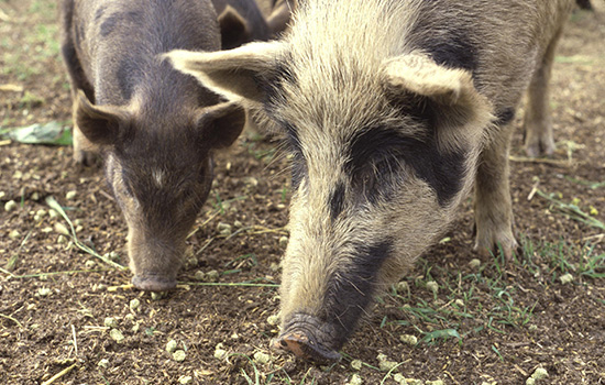 CWBA feral pigs
